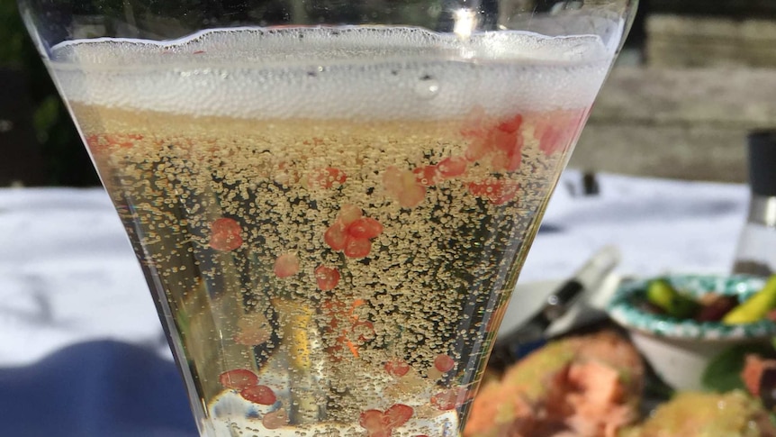 Finger lime "caviar" floats in a champagne glass