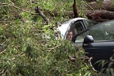 A woman in a car holds open the door. The car is covered in branches and leaves.
