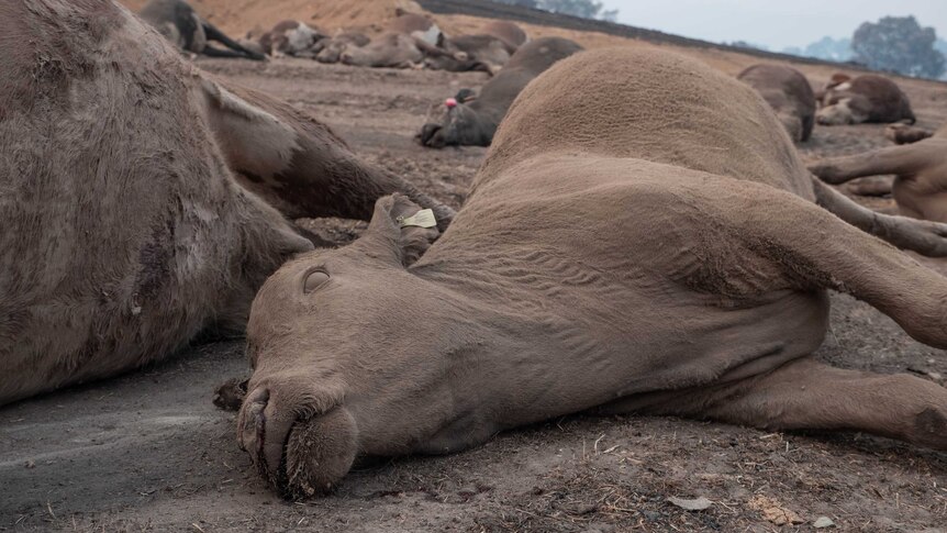 Dead cattle lie on the ground, covered in dirt and dust.