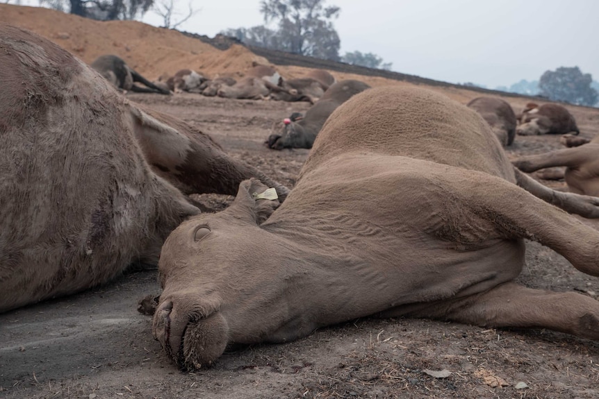 Dead cattle lie on the ground, covered in dirt and dust.