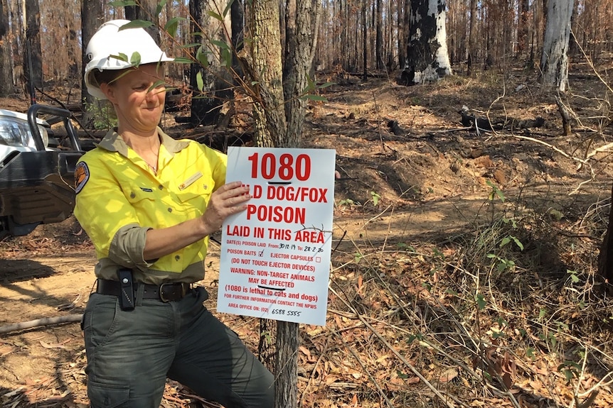 National Parks worker attaching a 1080 poison sign to a tree.