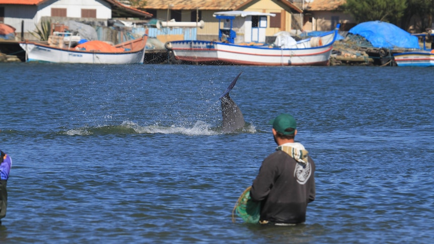 A net-casting fisher standing in the water a dolphin.