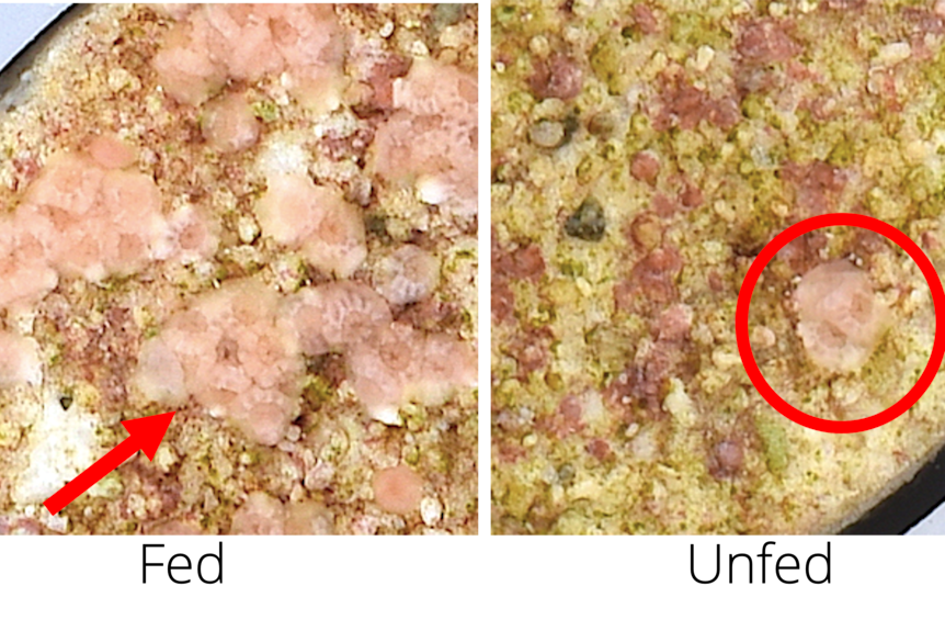 An image showing the extent of growth of coral larvae that have been fed brine shrimp.