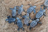 A small group of bluey gray turtle hatchlings from a top-view crawl out of a sandy nest.