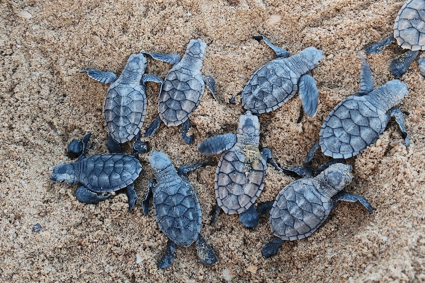 A small group of bluey gray turtle hatchlings from a top-view crawl out of a sandy nest.