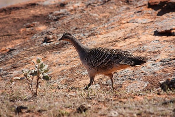 A native Australian bird, brown, walks through a desert landscape.