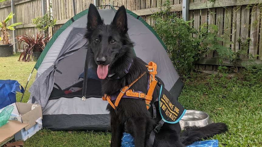 A large black dog wearing an assistant dog vest in front of a tent. 