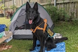 A large black dog wearing an assistant dog vest in front of a tent. 