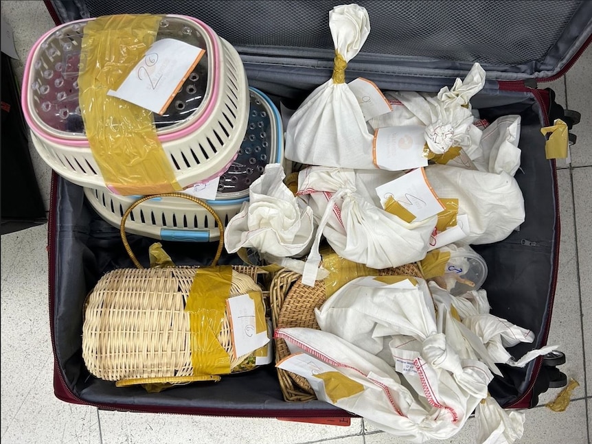Plastic containers, baskets and bags containing smuggled animals.