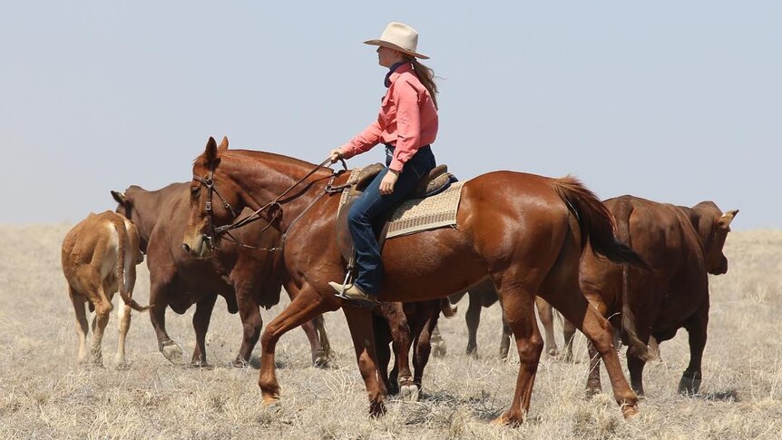 A woman mustering cattle on horseback