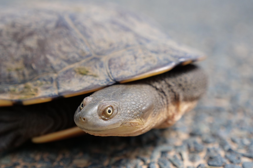 The front half of a turtle's shell with it long neck sticking out toward the camera.