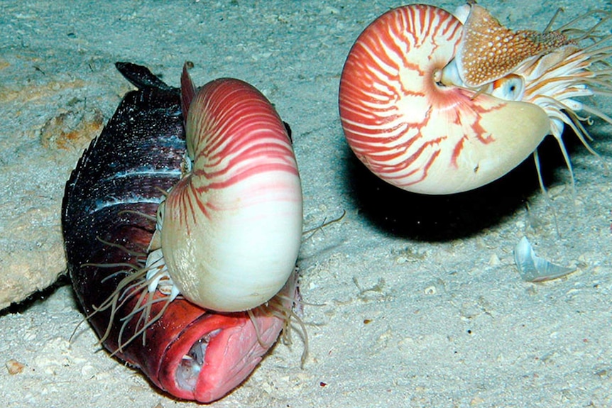 A nautilus feeds on the remains of a deceased fish as another nautilus appears to approach.