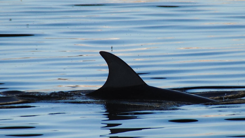 Slick prompts worries for Port River dolphins