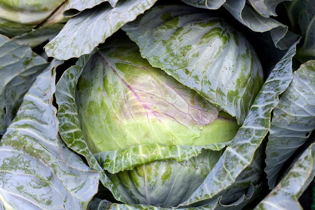 Time to groom your cabbages and dig in your weeds! - ABC Hobart