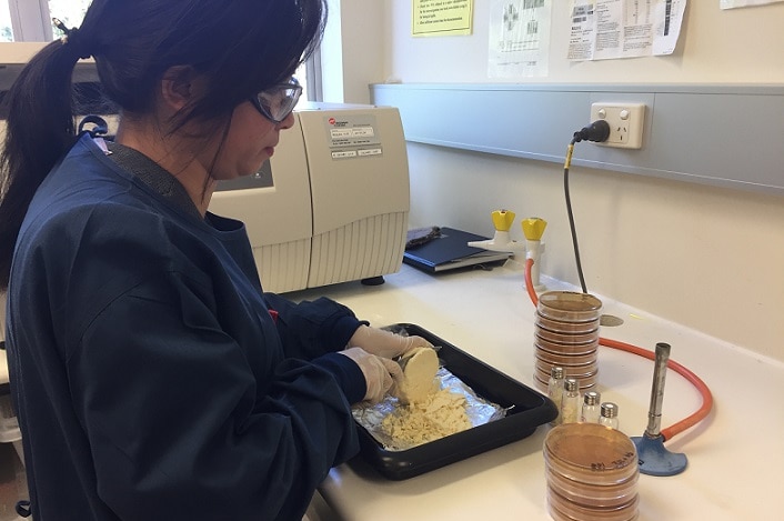 Scientist cuts a cheese sample in a lab at the University of Queensland