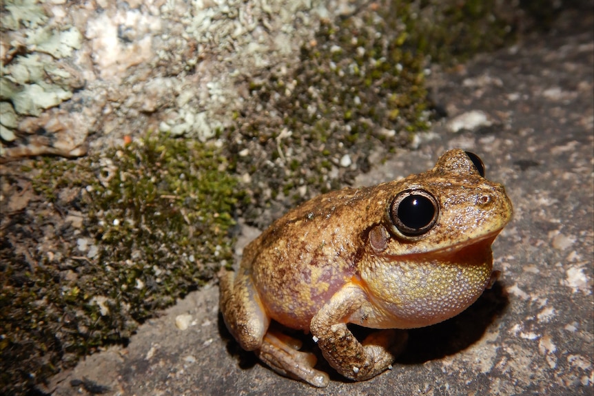 A brown frog with black eyes sitting on a rock.