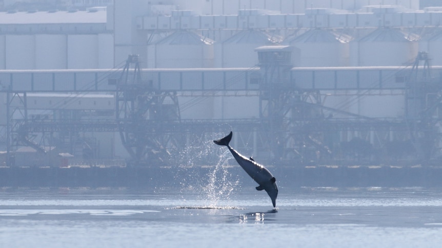 A dolphin leaps out of the water in front of a port building.