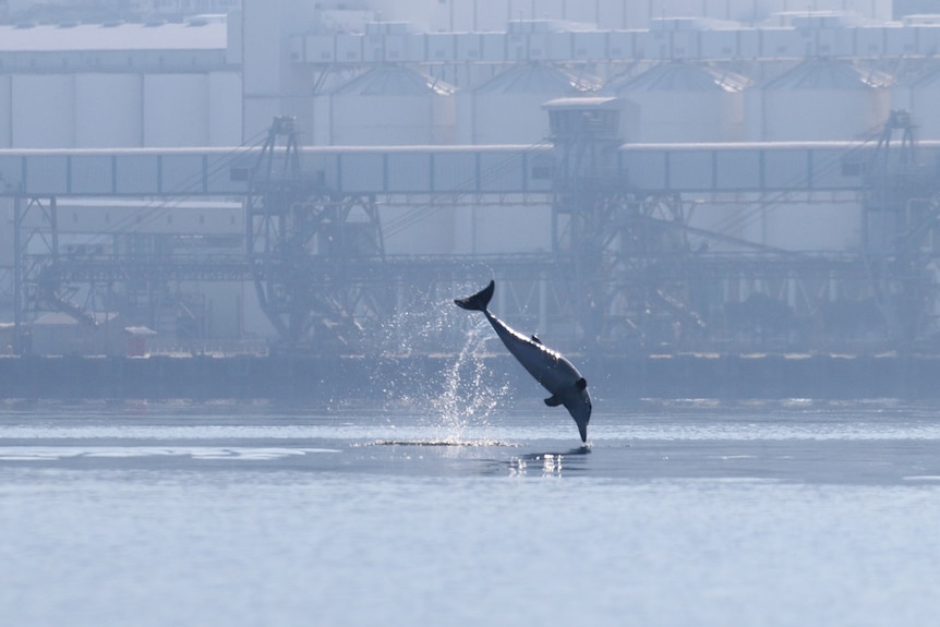 A dolphin leaps out of the water in front of a port building.