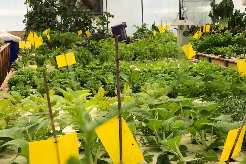 green plants in floating garden bed