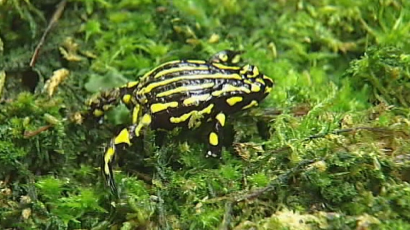 Video still: Southern Corroboree Frog on the move in wet boggy environment in Kosciuszko National Park.