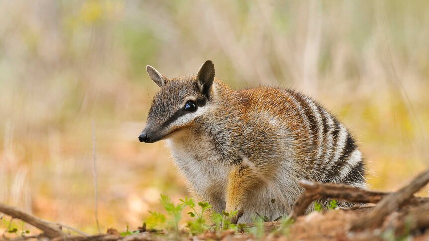 Numbat