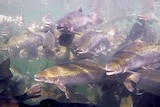 Farmed salmon in an aquaculture project off Tasmania