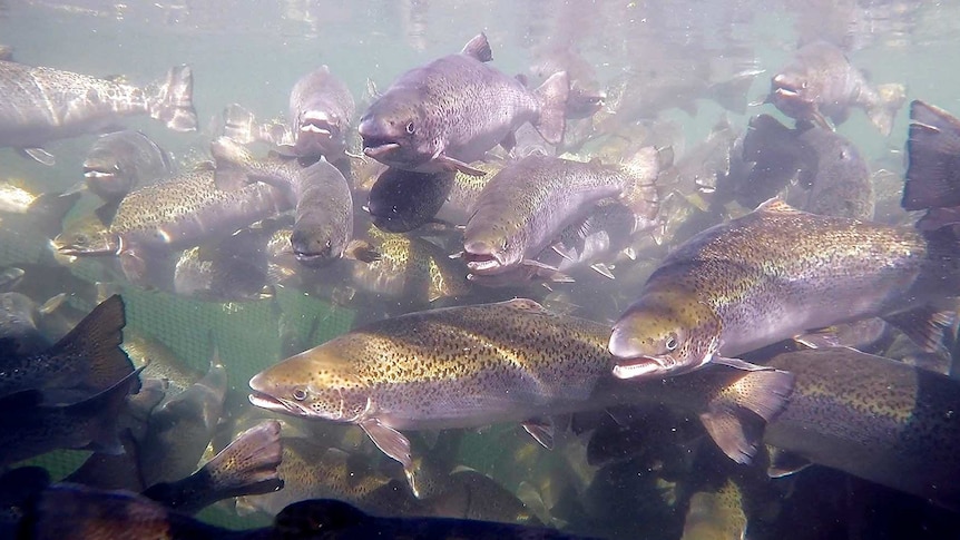Farmed salmon in an aquaculture project off Tasmania