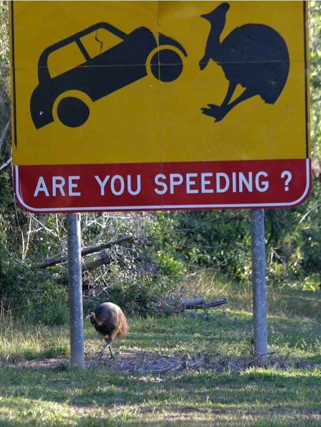 Road sign warning of cassowaries in area with an adult cassowary grazing underneath