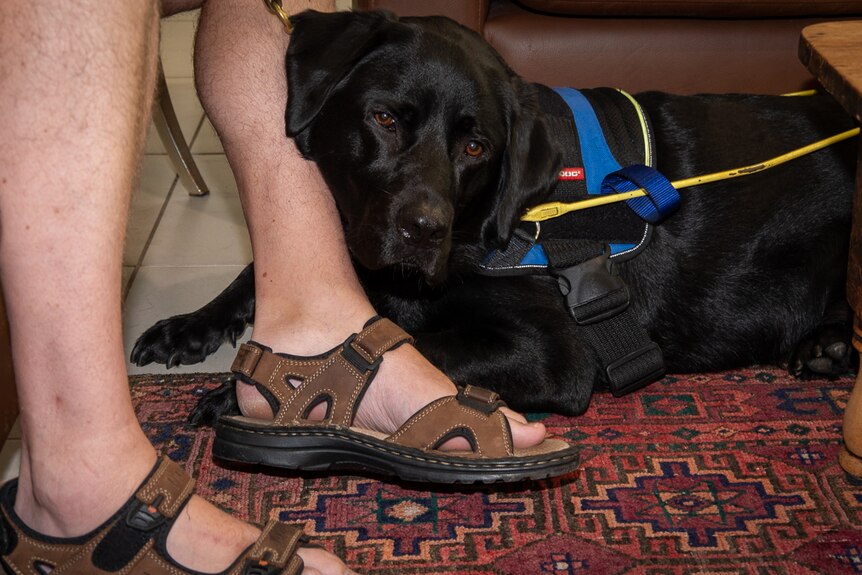 People with assistance dogs left struggling to find rentals and aged ...