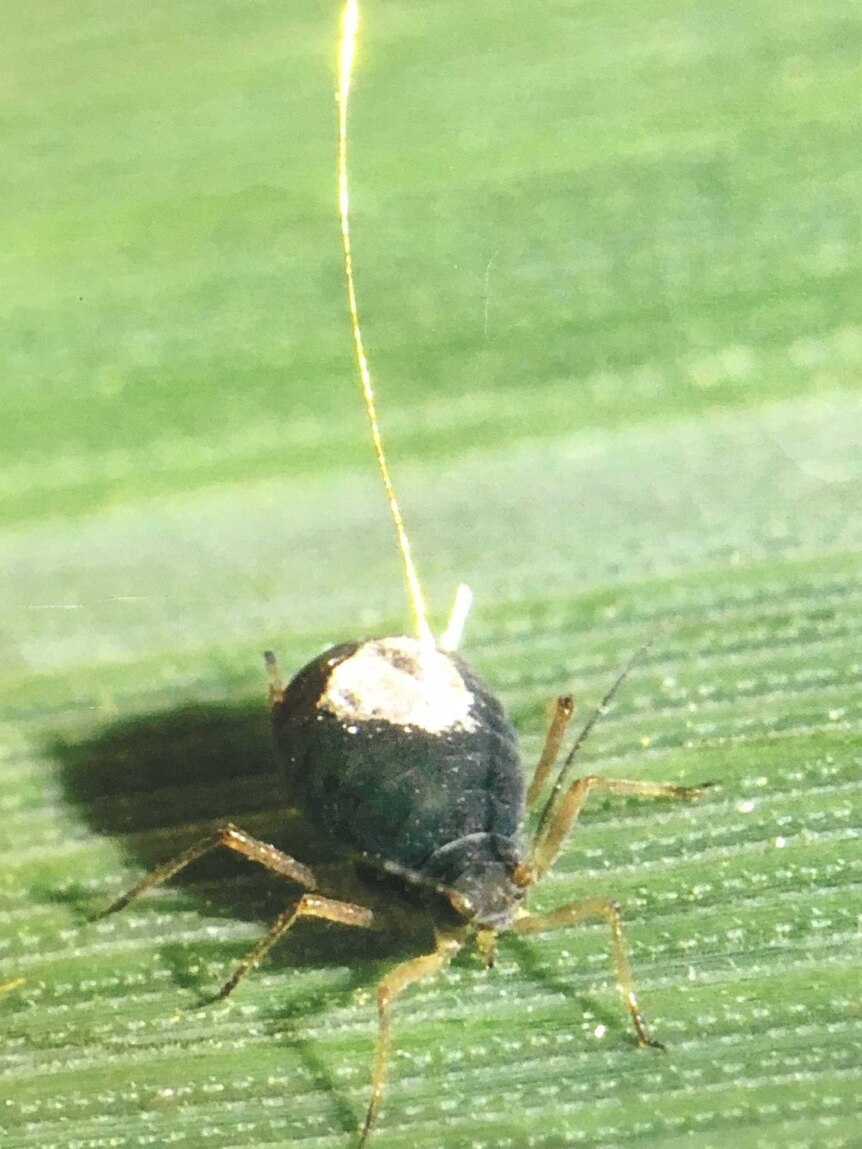 Aphid is connected to gold wire with silver glue.