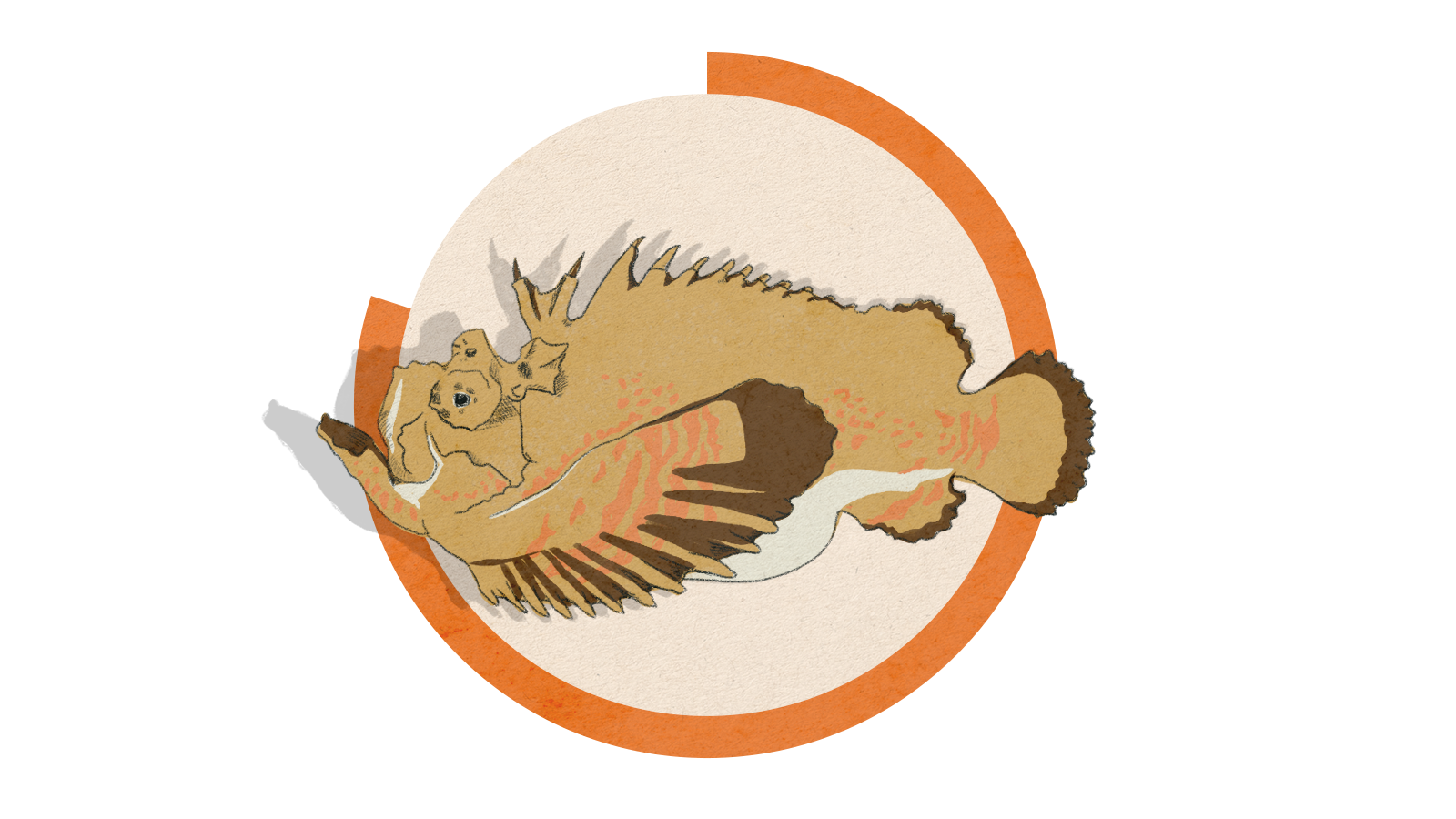 Illustration of a stonefish on a circle background.