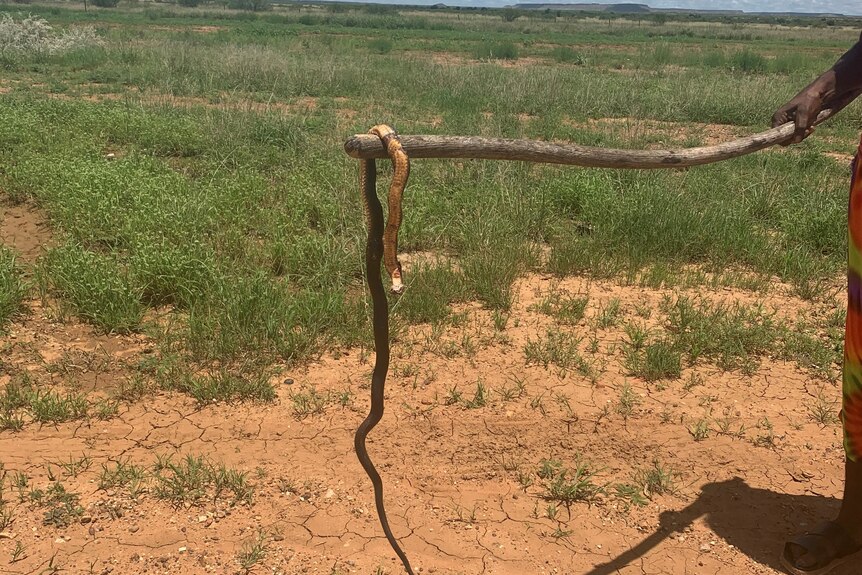 A person holds a snake up with a stick