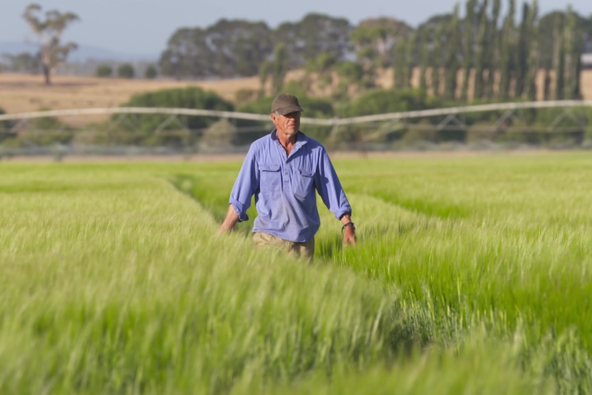 man walking through fields of crop