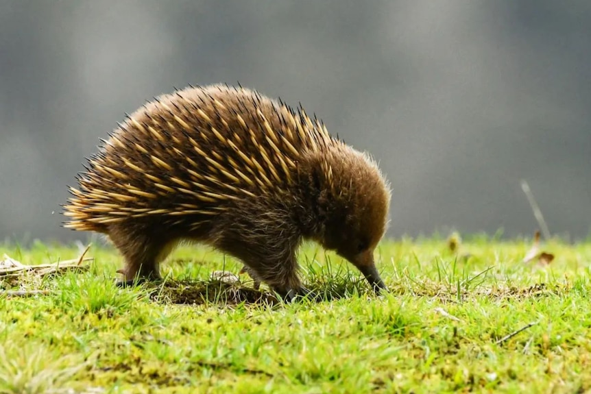 A full-body pic of an echidna's side highlights its short hair and 5cm-long spikes. Its short beak digs into vibrant grass