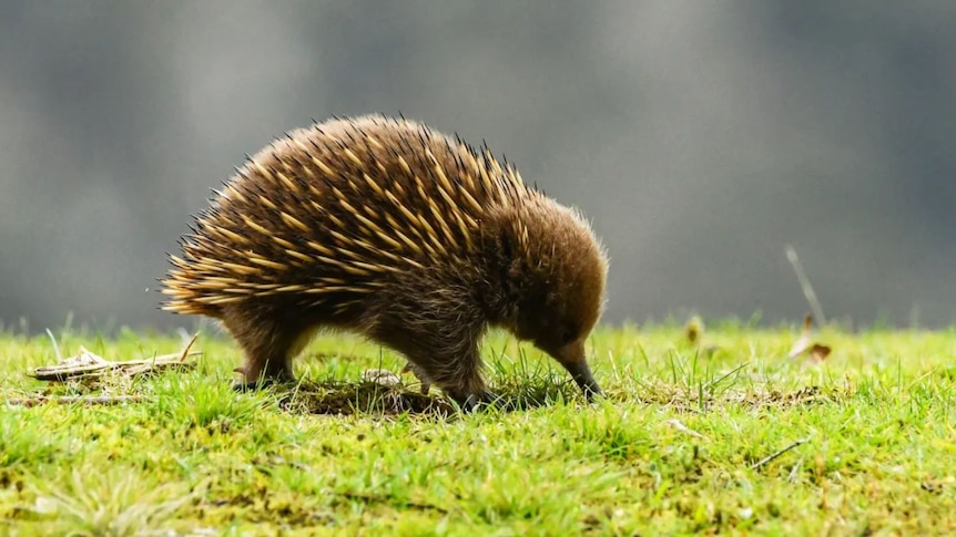 A full-body pic of an echidna's side highlights its short hair and 5cm-long spikes. Its short beak digs into vibrant grass