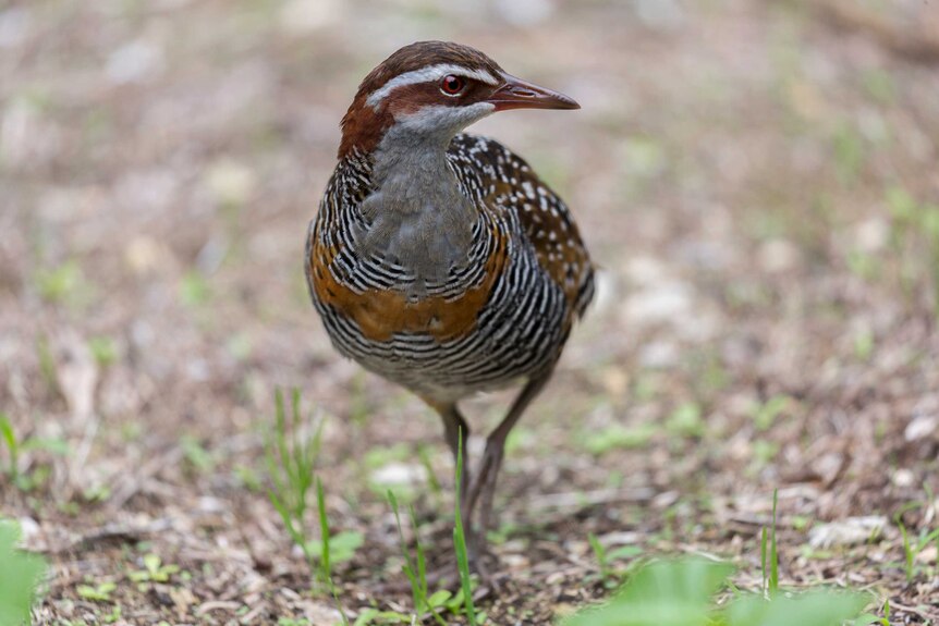 A buff-banded rail looks off to the left as it steps forward.