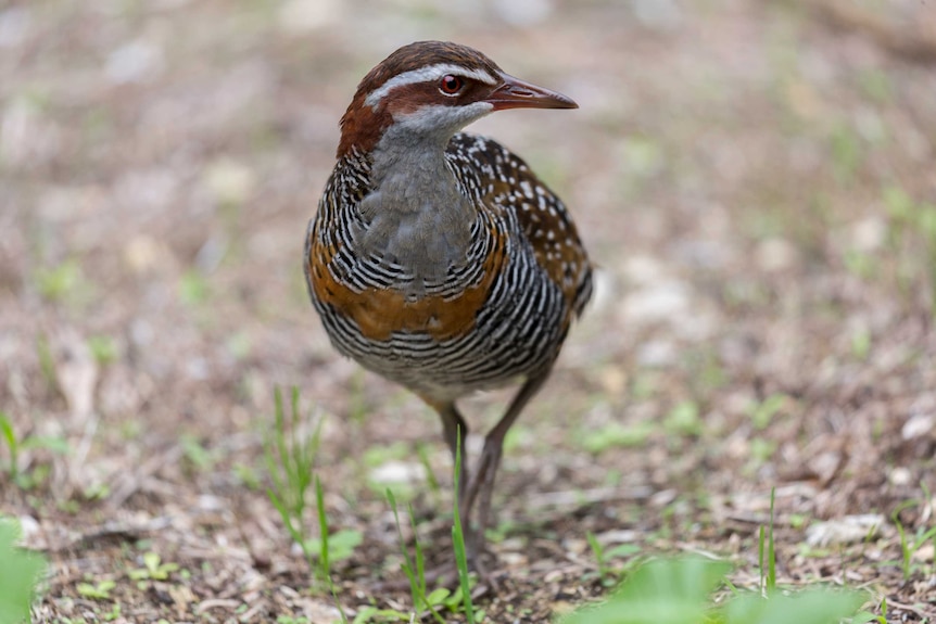A buff-banded rail looks off to the left as it steps forward.