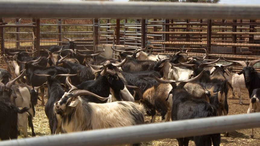 feral goats in a  pen