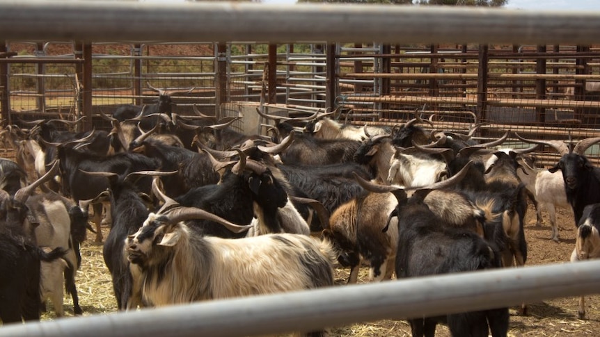 A group of black, white and brown goats in a holding pen.