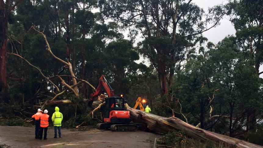 Council workers clear a tree which fell across a road during high winds at Petcheys Bay near Cygnet