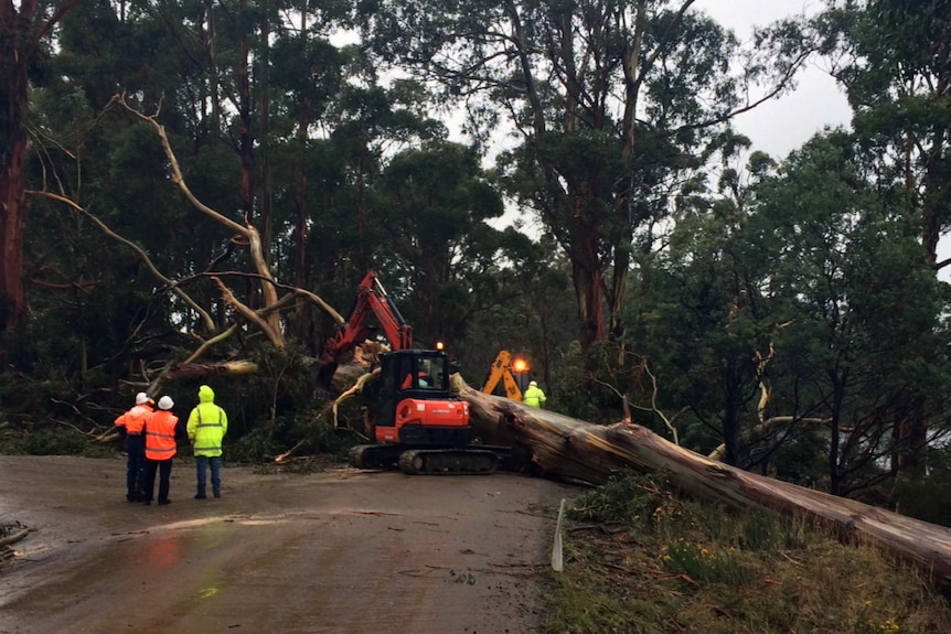 Council workers clear a tree which fell across a road during high winds at Petcheys Bay near Cygnet on July 30, 2014.