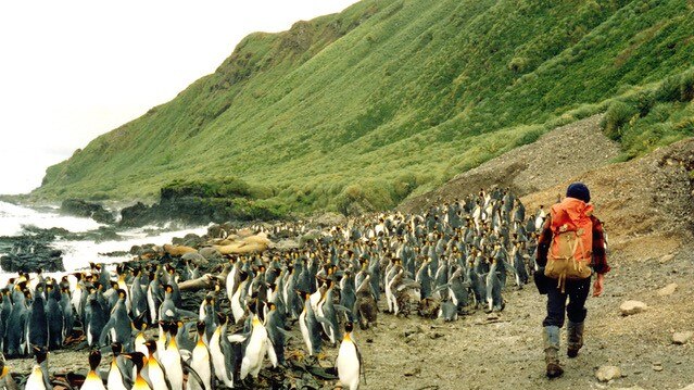 Hundreds of penguins at the shore with a man walking alongside them.