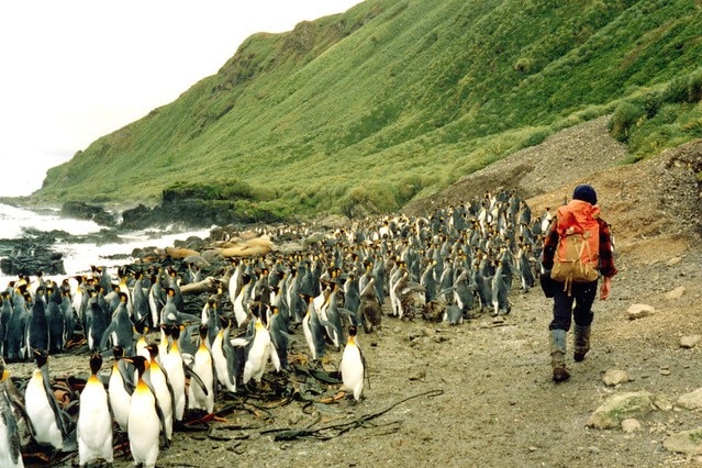 Hundreds of penguins at the shore with a man walking alongside them.
