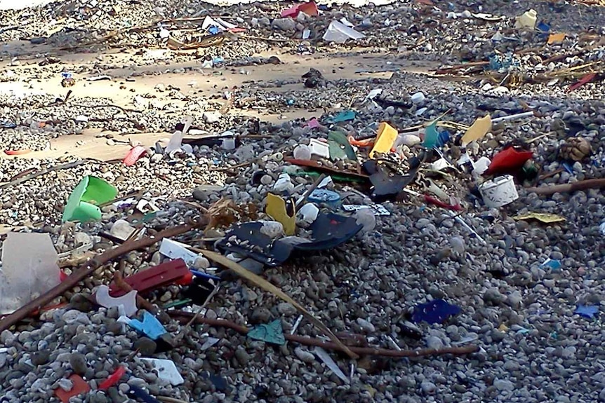 Rubbish found in the birds' digestive tracts ranged from fishing hooks and sinkers and floating plastic.