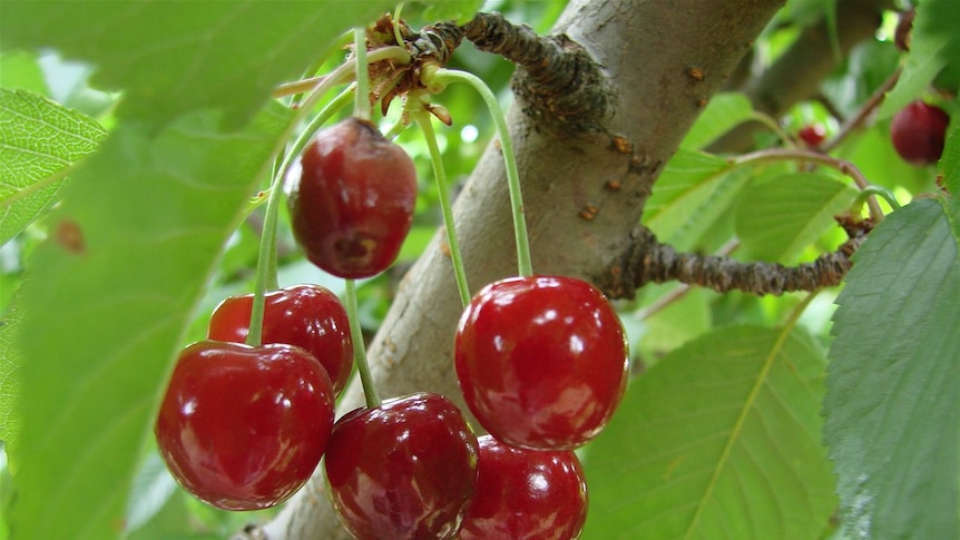 Cherries ready to be picked