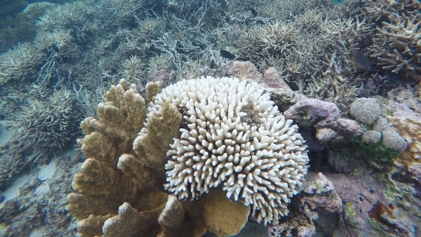 A coral reef underwater heavily bleached at Lord Howe Island