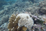 A coral reef underwater heavily bleached at Lord Howe Island