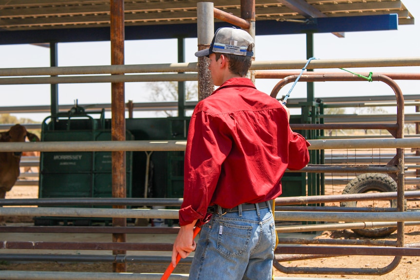 A teenage boy in work gear carries an implement across a cattleyard.