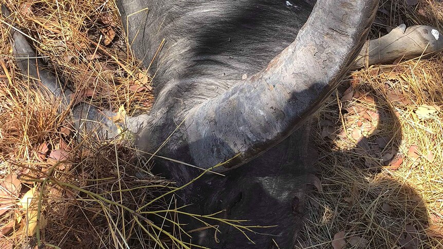 A photo of a dead, hunted buffalo lying on its side.