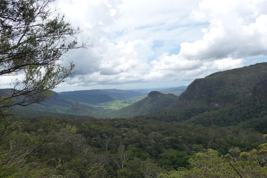 View of Binna Burra forest, Gold Coast